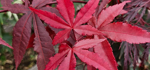 Acer palmatum 'Twombeleys Red Sentinal'